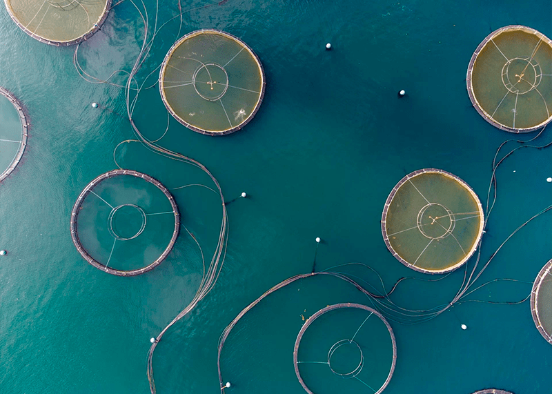 AQUAPOLES