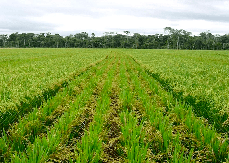 AGROPOLE SUD