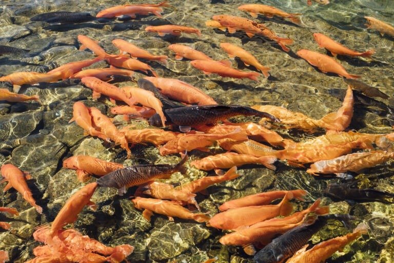 orange carp fish in pool in Japan